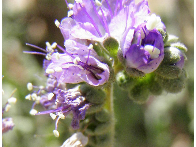 Phacelia popei (Pope's phacelia) #83177