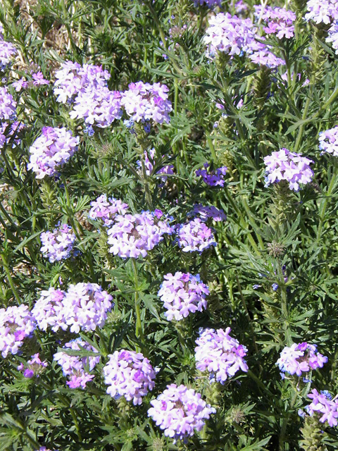 Glandularia bipinnatifida var. ciliata (Davis mountains mock vervain) #83265