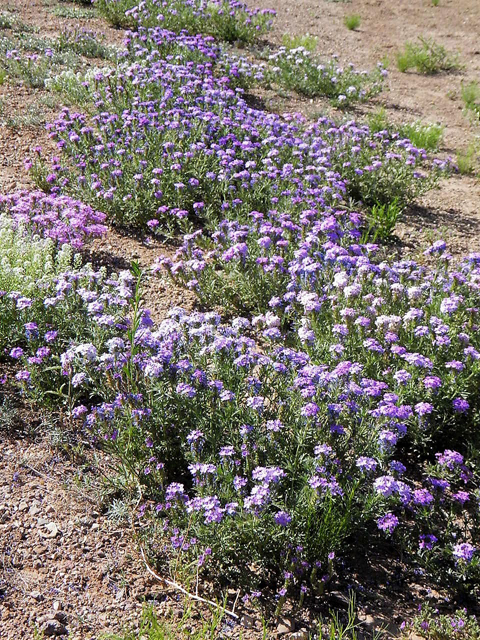 Glandularia bipinnatifida var. ciliata (Davis mountains mock vervain) #83273