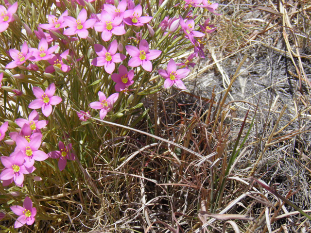 Centaurium maryannum (Gypsum centaury) #85304