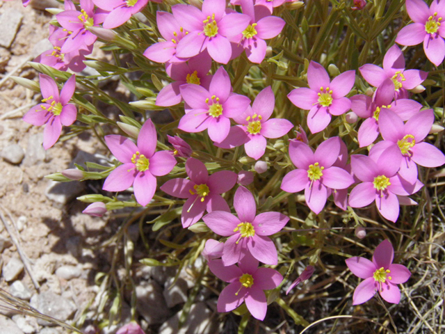 Centaurium maryannum (Gypsum centaury) #85305