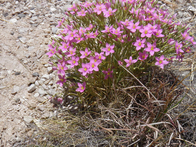 Centaurium maryannum (Gypsum centaury) #85306