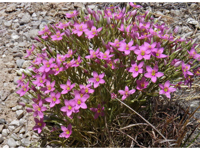 Centaurium maryannum (Gypsum centaury) #85307