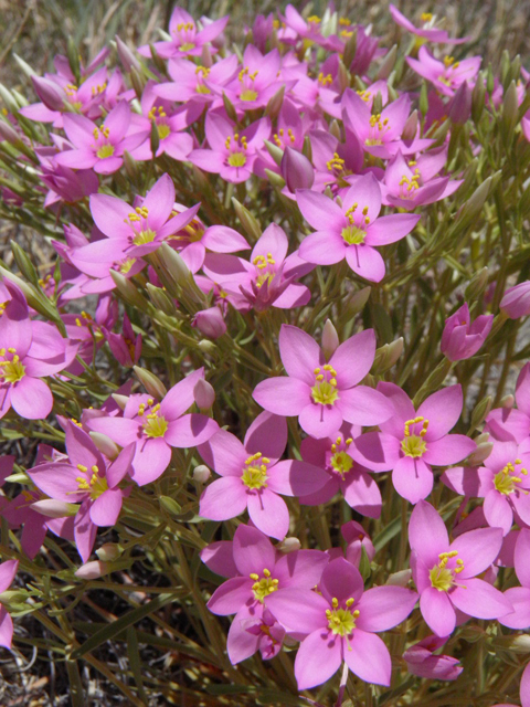 Centaurium maryannum (Gypsum centaury) #85308