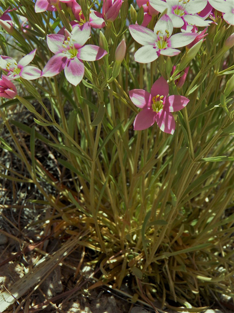 Centaurium maryannum (Gypsum centaury) #85309