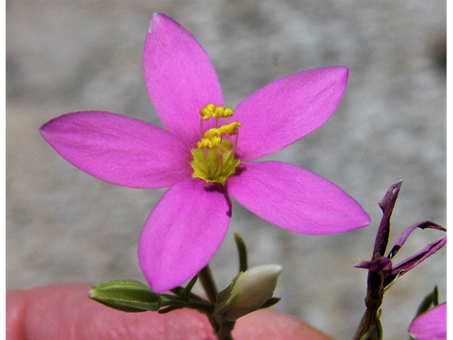 Centaurium maryannum (Gypsum centaury) #85310