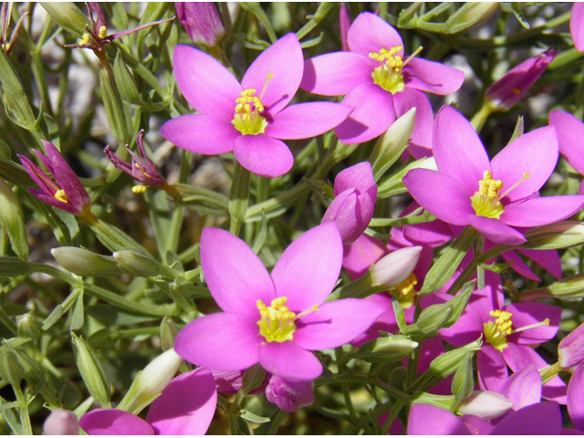 Centaurium maryannum (Gypsum centaury) #85311