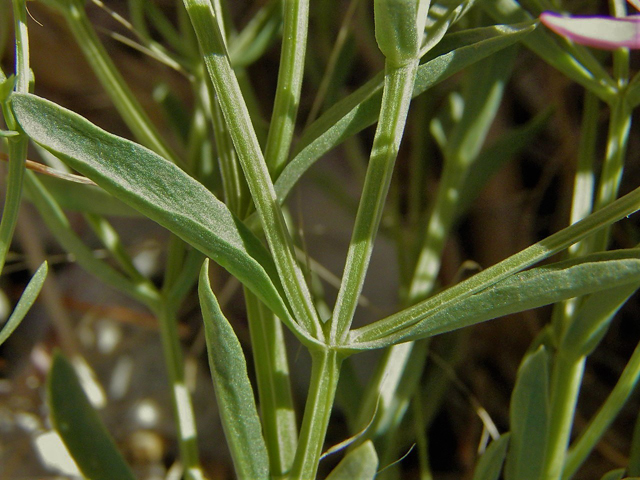 Centaurium maryannum (Gypsum centaury) #85312