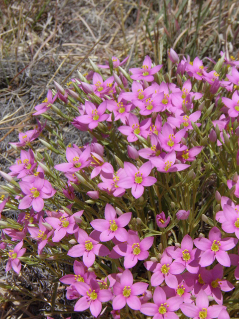 Centaurium maryannum (Gypsum centaury) #85313