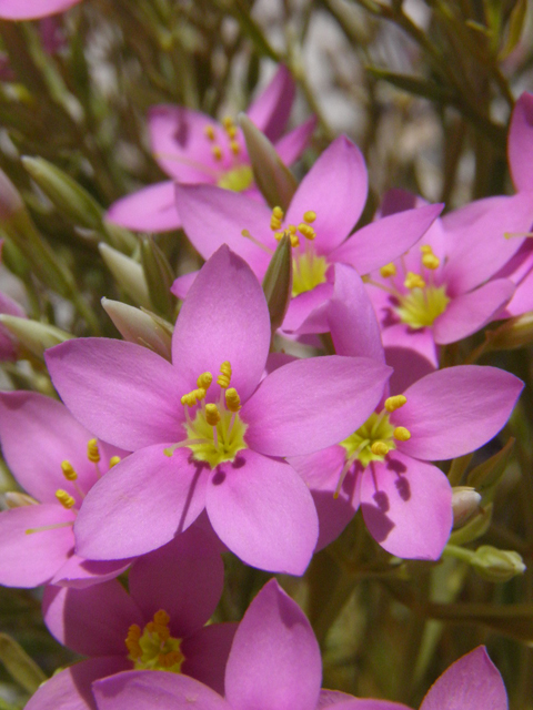 Centaurium maryannum (Gypsum centaury) #85314