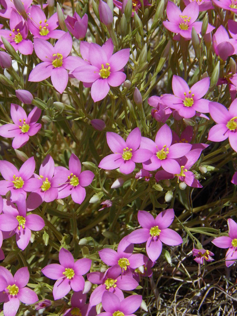 Centaurium maryannum (Gypsum centaury) #85315