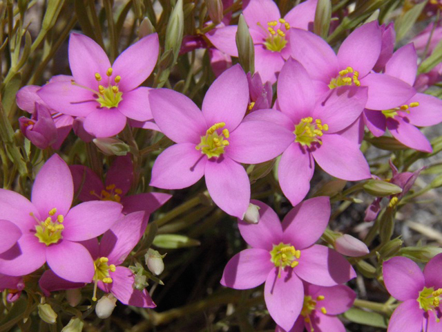 Centaurium maryannum (Gypsum centaury) #85316