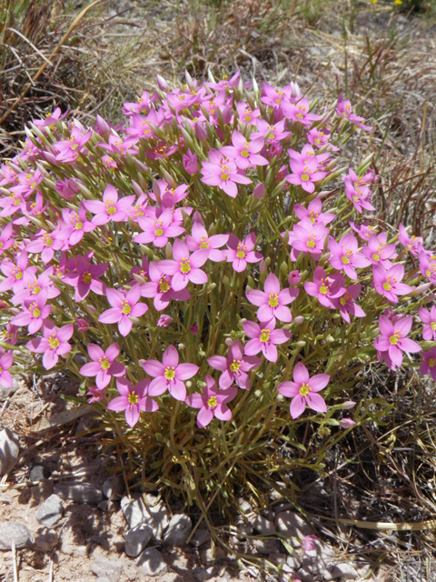 Centaurium maryannum (Gypsum centaury) #85317