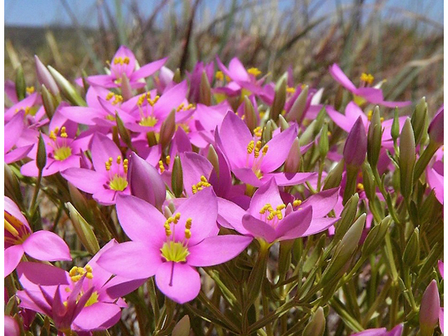 Centaurium maryannum (Gypsum centaury) #85319