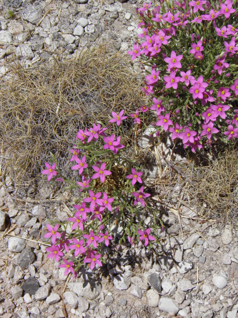 Centaurium maryannum (Gypsum centaury) #85320