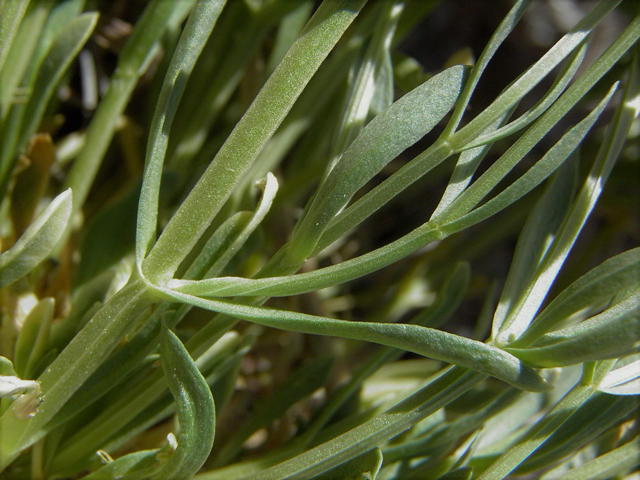 Centaurium maryannum (Gypsum centaury) #85321