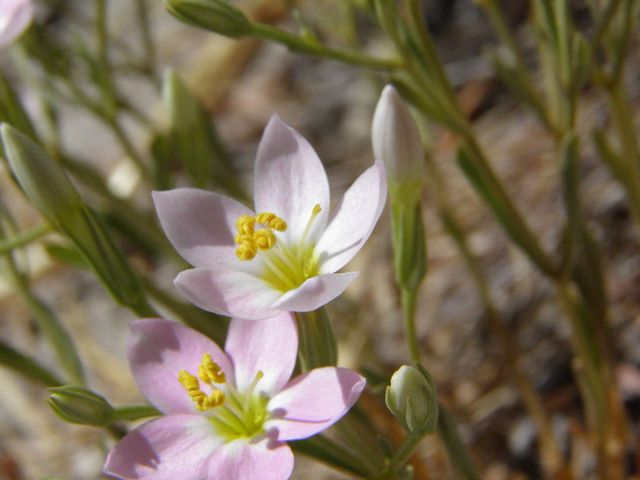 Centaurium maryannum (Gypsum centaury) #85322