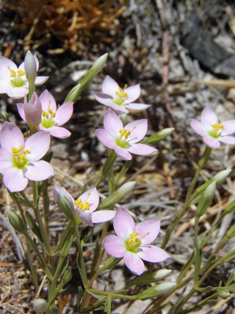 Centaurium maryannum (Gypsum centaury) #85323