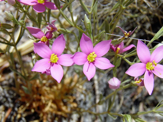 Centaurium maryannum (Gypsum centaury) #85324