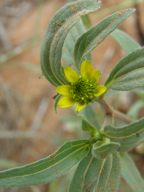 Sanvitalia abertii (Abert's creeping zinnia) #85343