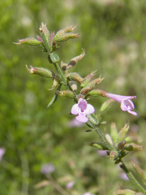 Hedeoma drummondii (Drummond's false pennyroyal) #85353