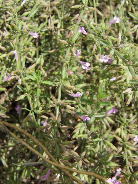 Hedeoma drummondii (Drummond's false pennyroyal) #85354