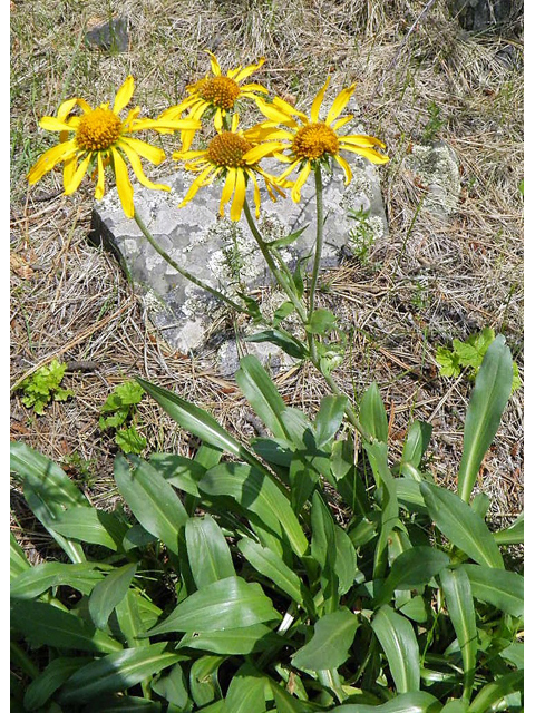 Hymenoxys hoopesii (Owl's-claws) #85371