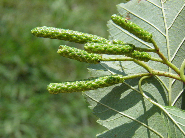 Alnus incana (Gray alder) #85385