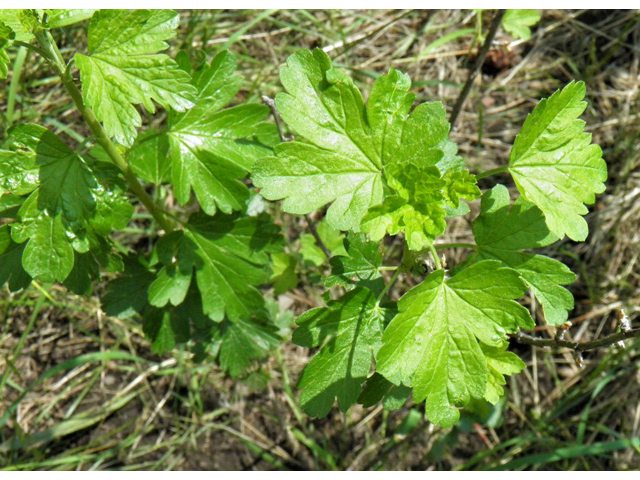 Ribes inerme (Whitestem gooseberry) #85392