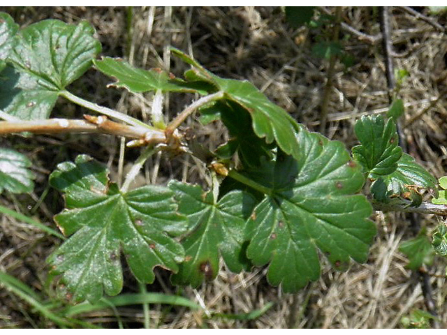 Ribes inerme (Whitestem gooseberry) #85393