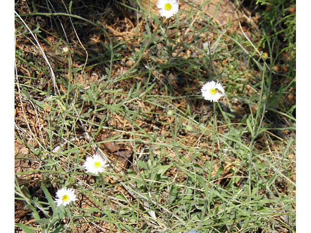 Erigeron colomexicanus (Running fleabane) #85413