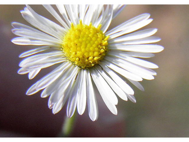 Erigeron colomexicanus (Running fleabane) #85414