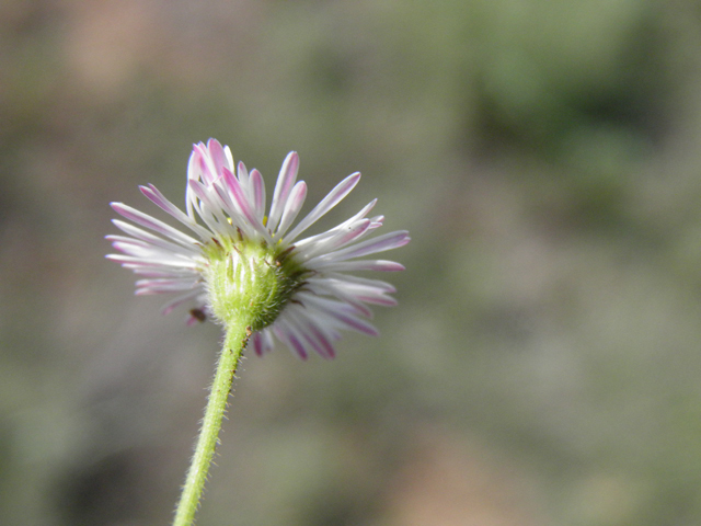 Erigeron colomexicanus (Running fleabane) #85415