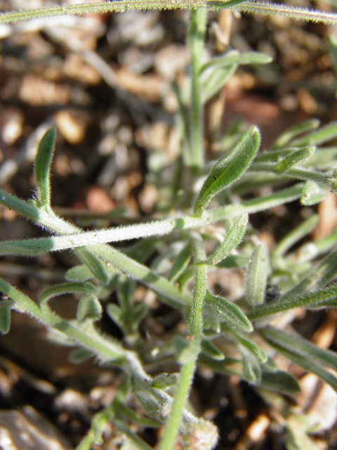 Erigeron colomexicanus (Running fleabane) #85416