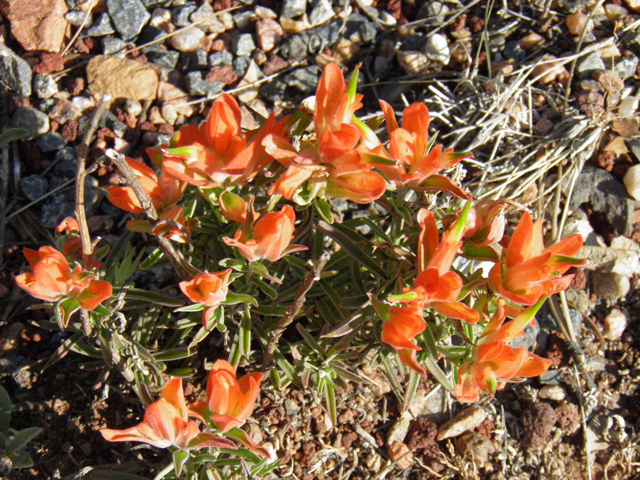 Castilleja integra (Wholeleaf indian paintbrush) #85488