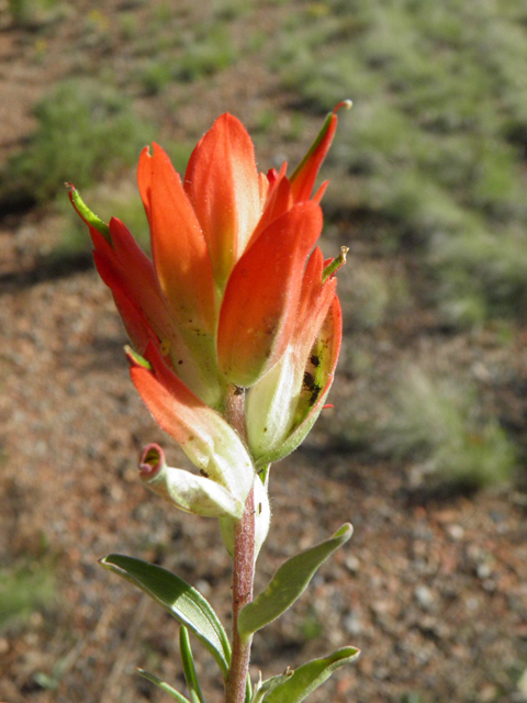 Castilleja integra (Wholeleaf indian paintbrush) #85492