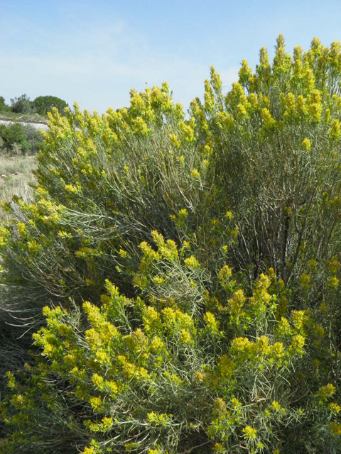 Ericameria nauseosa var. nauseosa (Rubber rabbitbrush) #85538