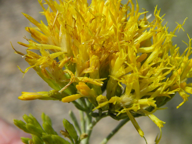 Ericameria nauseosa var. nauseosa (Rubber rabbitbrush) #85542