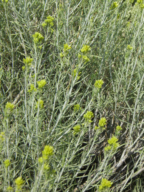 Ericameria nauseosa var. nauseosa (Rubber rabbitbrush) #85547