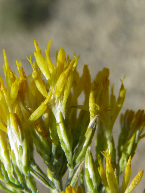 Ericameria nauseosa var. nauseosa (Rubber rabbitbrush) #85553