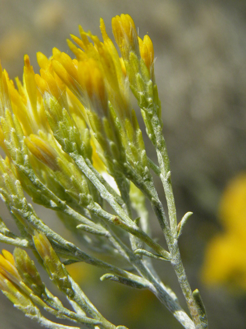 Ericameria nauseosa var. nauseosa (Rubber rabbitbrush) #85557