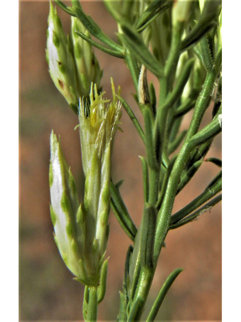 Chrysothamnus baileyi (Bailey's rabbitbrush) #85572