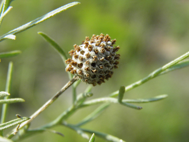 Ratibida tagetes (Green prairie coneflower) #85582