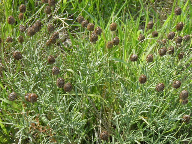 Ratibida tagetes (Green prairie coneflower) #85584