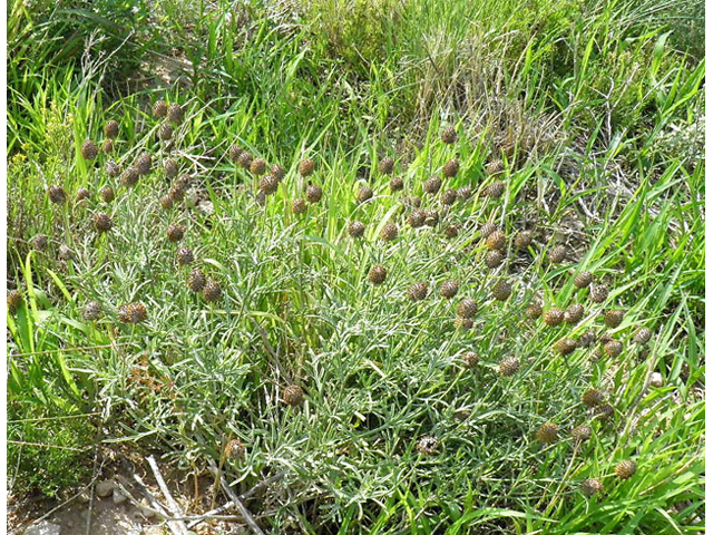 Ratibida tagetes (Green prairie coneflower) #85585