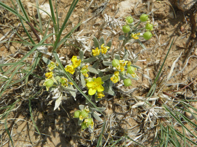 Lesquerella fendleri (Fendler's bladderpod) #85608