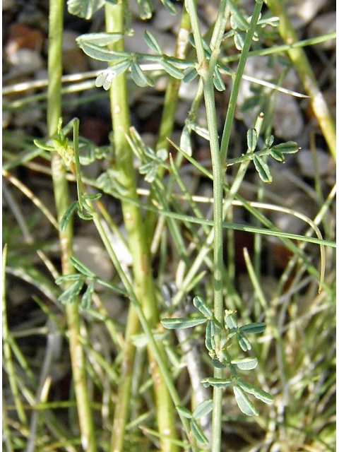 Dalea candida (White prairie clover) #85652