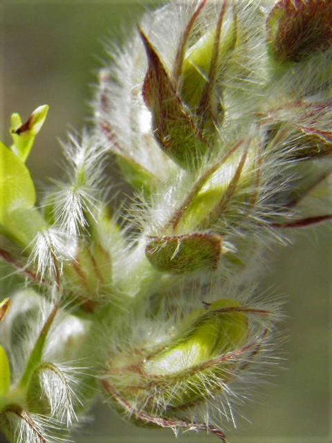 Dalea jamesii (James's prairie clover) #85662