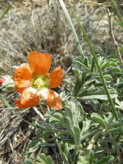 Sphaeralcea coccinea (Scarlet globemallow) #85678