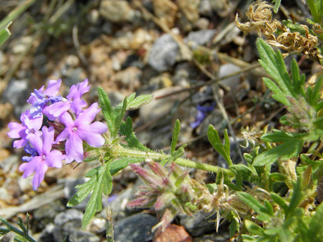 Glandularia bipinnatifida var. ciliata (Davis mountains mock vervain) #85738